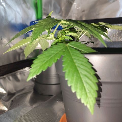 OG Kush growlog timeline photo
