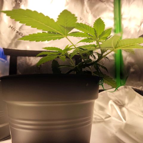 OG Kush growlog timeline photo