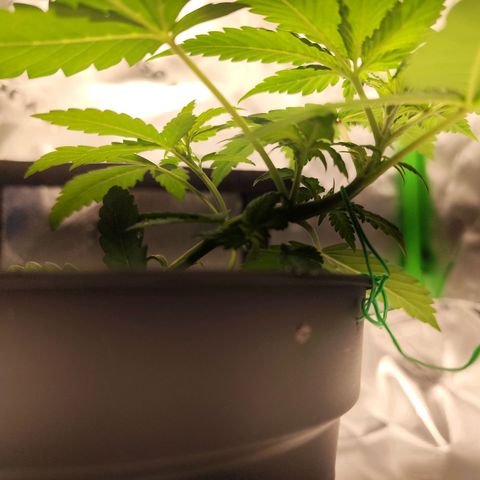 OG Kush growlog timeline photo