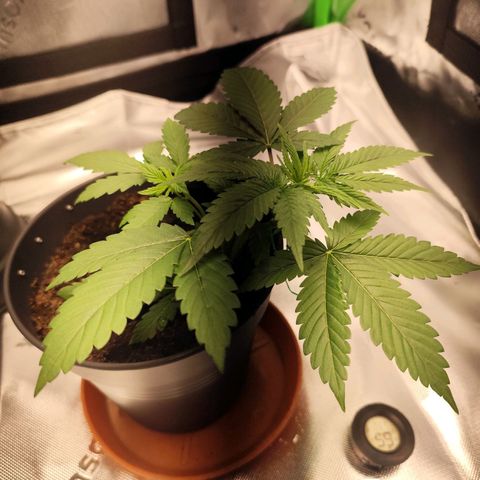 OG Kush growlog timeline photo