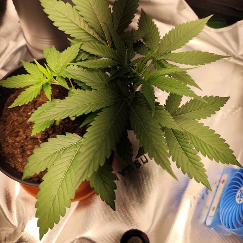 OG Kush growlog timeline photo