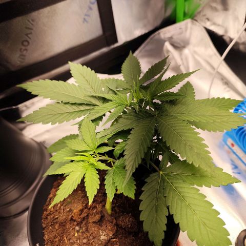 OG Kush growlog timeline photo