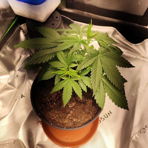 OG Kush growlog timeline photo