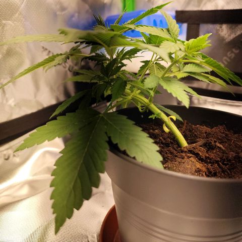 OG Kush growlog timeline photo