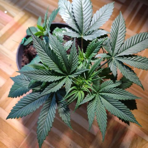 OG Kush growlog timeline photo