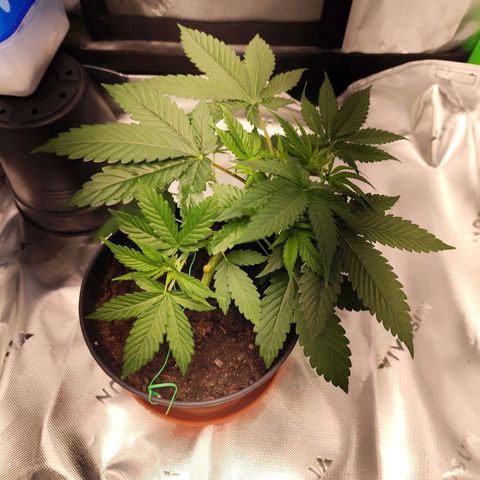 OG Kush growlog timeline photo