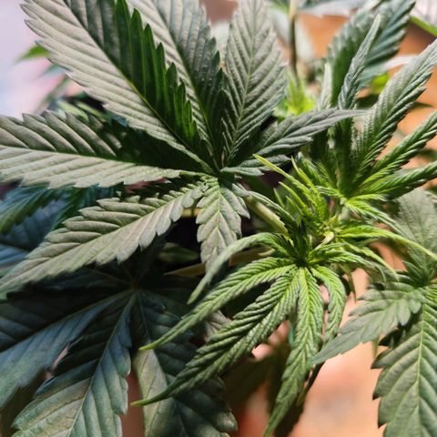 OG Kush growlog timeline photo