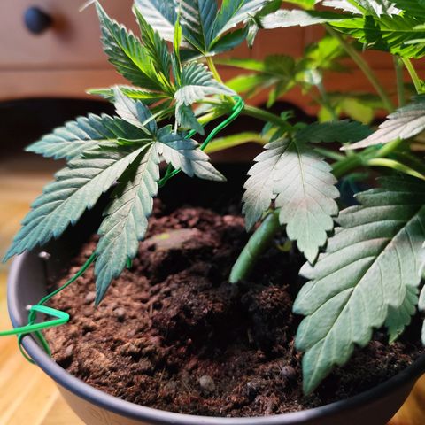 OG Kush growlog timeline photo
