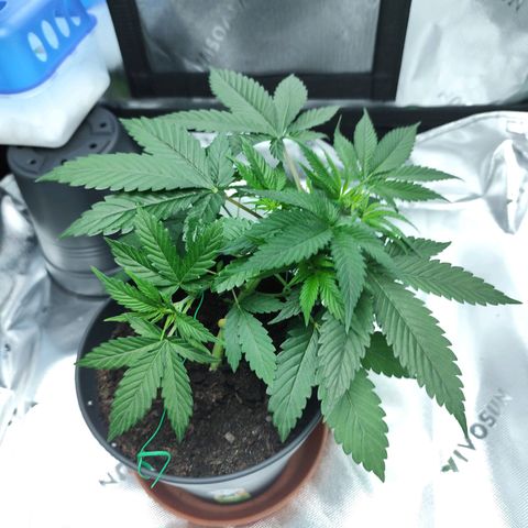 OG Kush growlog timeline photo