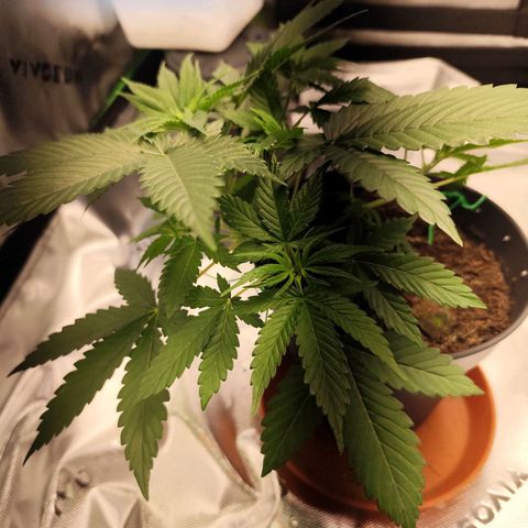 OG Kush growlog timeline photo