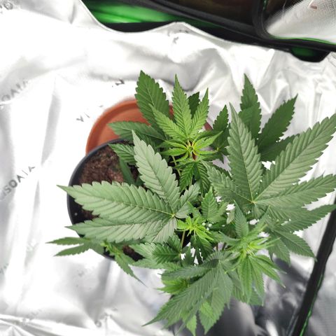 OG Kush growlog timeline photo
