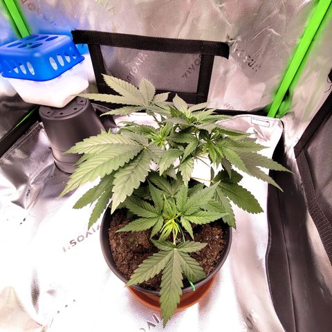 OG Kush growlog timeline photo