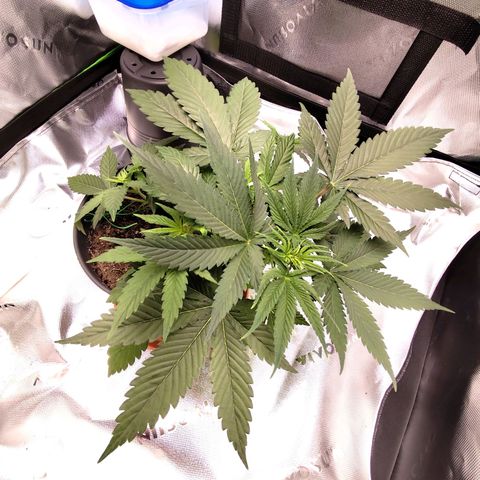 OG Kush growlog timeline photo