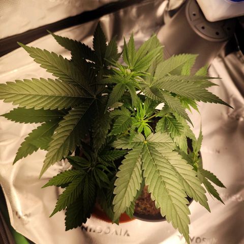 OG Kush growlog timeline photo