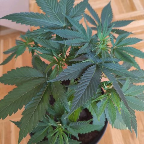 OG Kush growlog photo: Gelbe Blattspitzen an den neuen Blättern entdeckt. 