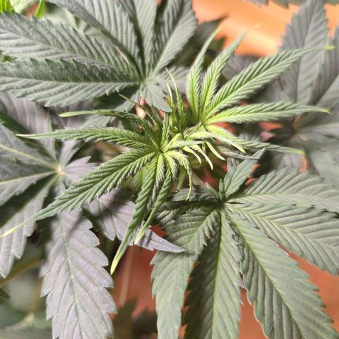 OG Kush growlog photo: Gelbe Blattspitzen an den neuen Blättern entdeckt. 