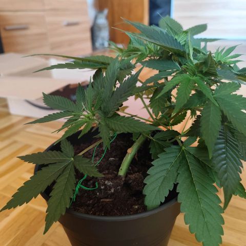OG Kush growlog photo: Gelbe Blattspitzen an den neuen Blättern entdeckt. 