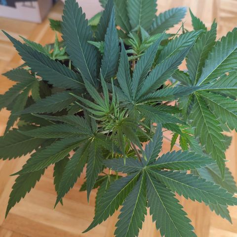 OG Kush growlog photo: Gelbe Blattspitzen an den neuen Blättern entdeckt. 