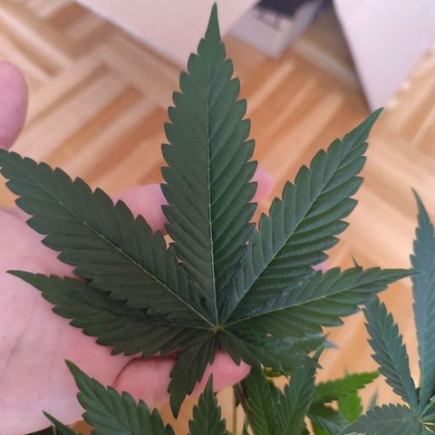OG Kush growlog photo: Gelbe Blattspitzen an den neuen Blättern entdeckt. 