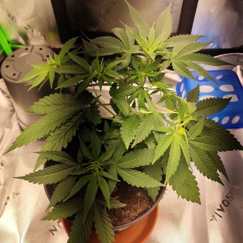 OG Kush growlog timeline photo