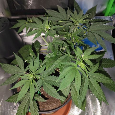 OG Kush growlog photo: Die hellen Blattspitzen vermehren sich. Suche nach Grund läuft 😅