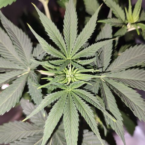 OG Kush growlog photo: Die hellen Blattspitzen vermehren sich. Suche nach Grund läuft 😅
