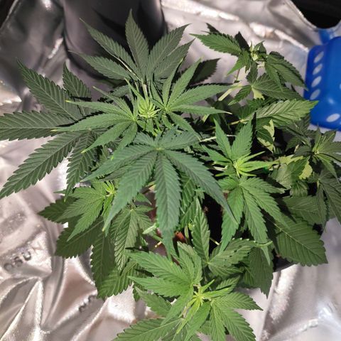OG Kush growlog photo: Die hellen Blattspitzen vermehren sich. Suche nach Grund läuft 😅