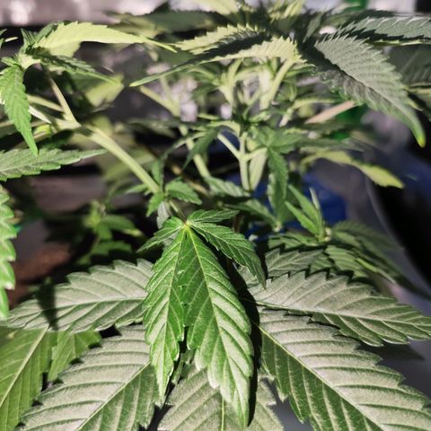 OG Kush growlog photo: Die hellen Blattspitzen vermehren sich. Suche nach Grund läuft 😅