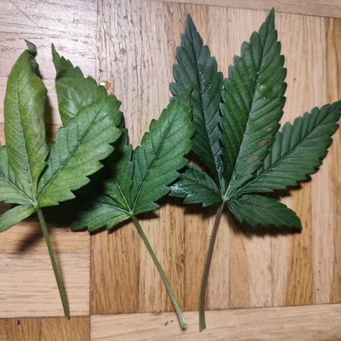 OG Kush growlog timeline photo