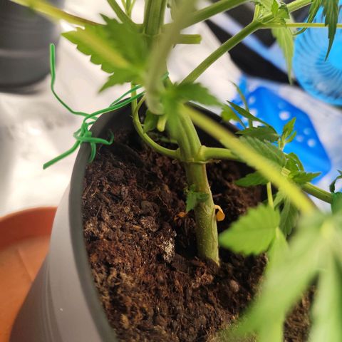 OG Kush growlog timeline photo