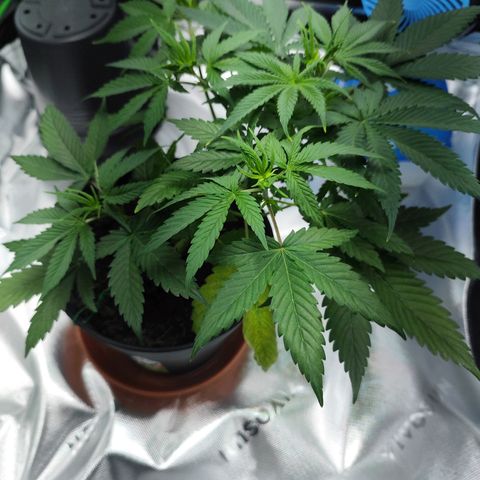 OG Kush growlog timeline photo