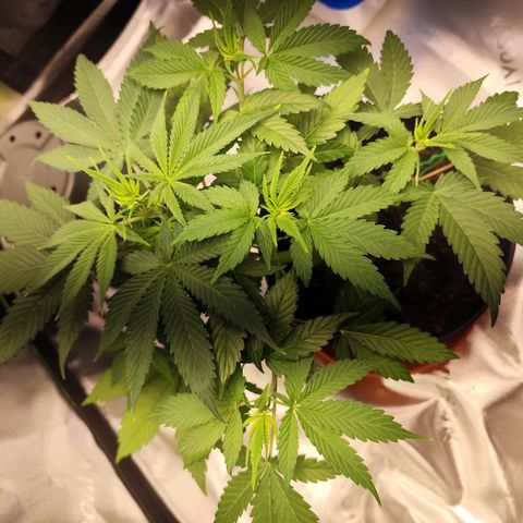 OG Kush growlog timeline photo
