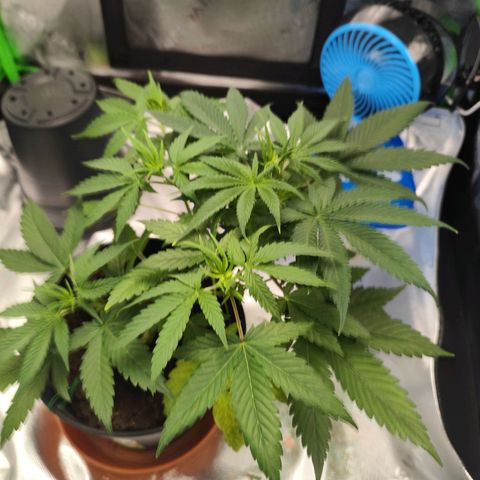 OG Kush growlog timeline photo