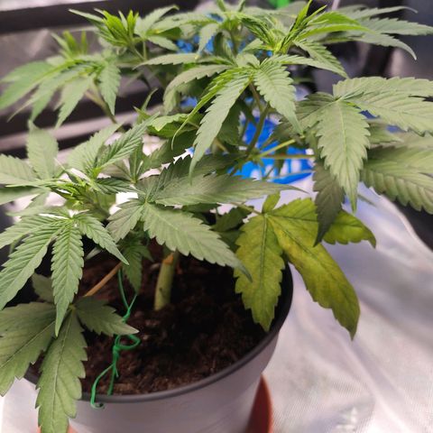 OG Kush growlog timeline photo