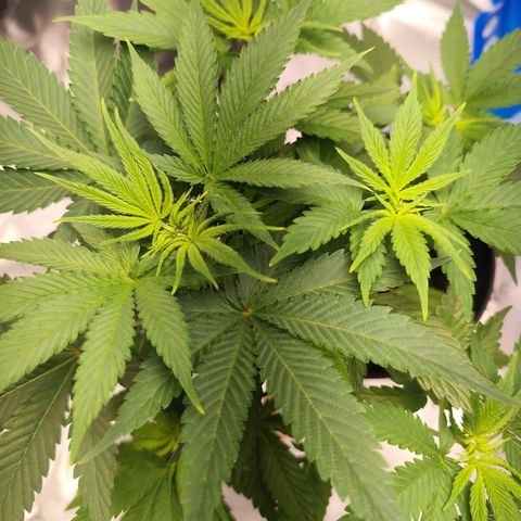 OG Kush growlog timeline photo