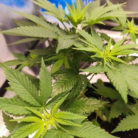 OG Kush growlog timeline photo
