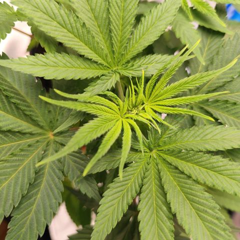 OG Kush growlog timeline photo