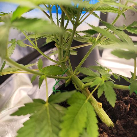 OG Kush growlog timeline photo