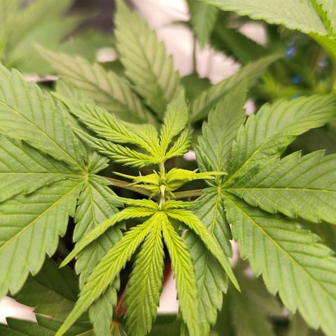 OG Kush growlog timeline photo