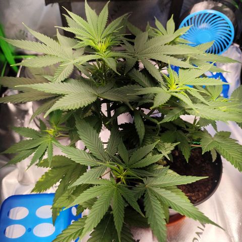 OG Kush growlog timeline photo