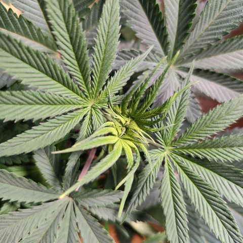 OG Kush growlog timeline photo