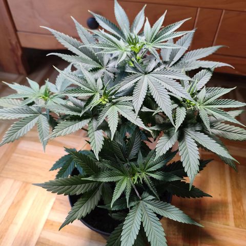 OG Kush growlog timeline photo