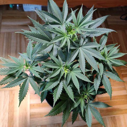 OG Kush growlog timeline photo