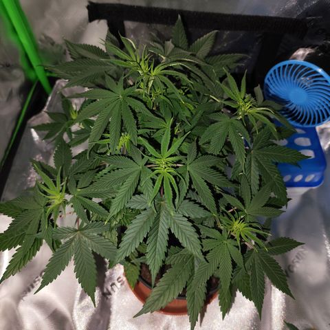 OG Kush growlog timeline photo