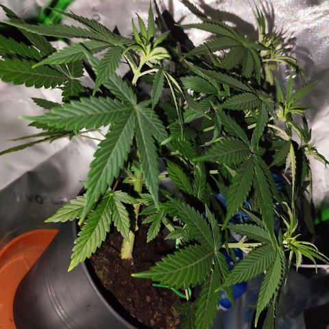 OG Kush growlog timeline photo