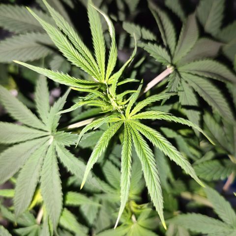 OG Kush growlog timeline photo