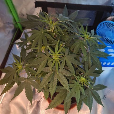 OG Kush growlog timeline photo