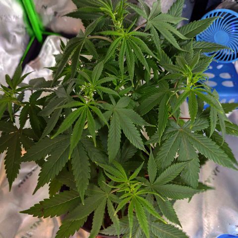 OG Kush growlog timeline photo