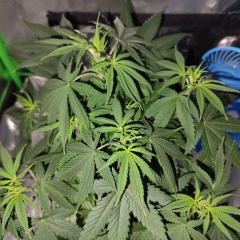OG Kush growlog timeline photo