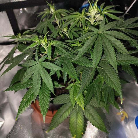OG Kush growlog timeline photo